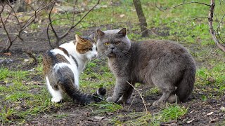 British Shorthair Cat quarreled with another Cat by Cats Around Us 410 views 1 year ago 3 minutes, 33 seconds
