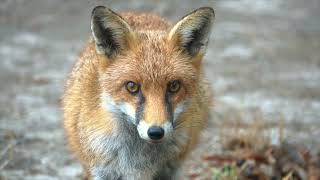 Red Fox Closeup Encounter #TRIMS