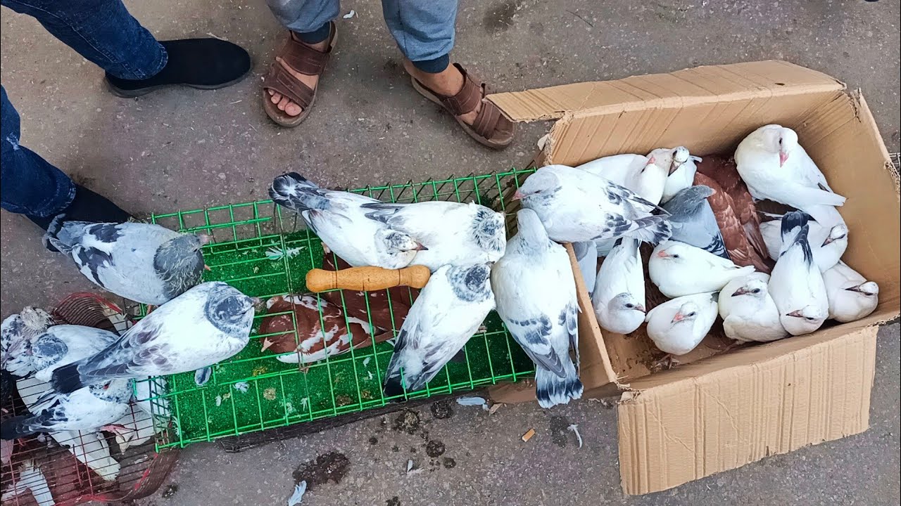 سوق الجمعه 😱 في المحله الكبرى اسعار 💸الحمام وانا لله وانا اليه راجعون😭#العناني