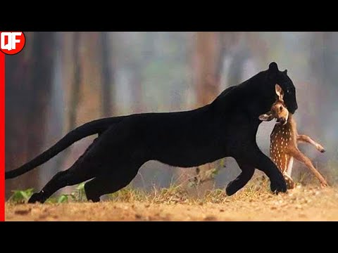 PANTERA NEGRA ! ANIMAL DE PODER, AGILIDADE E CORAGEM | O VERDADEIRO PANTERA NEGRA.(MUNDO ANIMAL)