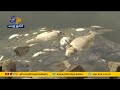 Mystery mass fish die-off in Germany's Oder river- A special story