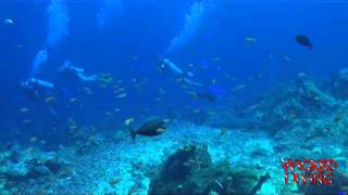 Komodo Diving - Sharks and divers