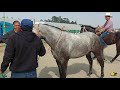 Mercado de ganado el puente de san bernabelos mejores caballos del puentesolo de caballos y yeguas