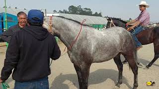 MERCADO DE GANADO EL PUENTE DE SAN BERNABE-LOS MEJORES CABALLOS DEL PUENTE,SOLO DE CABALLOS Y YEGUAS