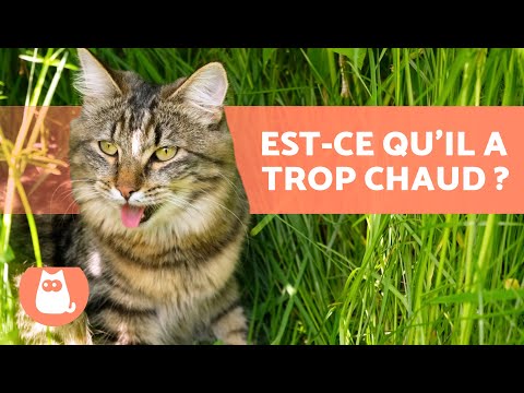 Vidéo: Pourquoi mon chat halète?