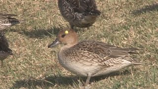 矢が刺さったカモを保護 兵庫県伊丹市の池