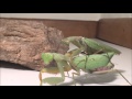 Sphodromantis Lineola coupling/accouplement (Giant African Mantis)