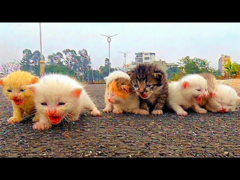 Cat the green lawn, I saw kittensmeowing, searching for their cat mother! Iadopted them!