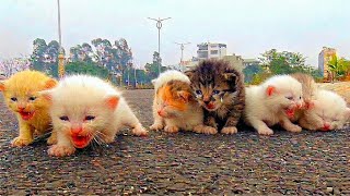 Cat the green lawn, I saw kittensmeowing, searching for their cat mother! Iadopted them!