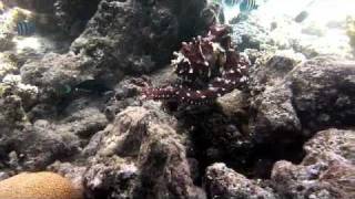 octopus garden