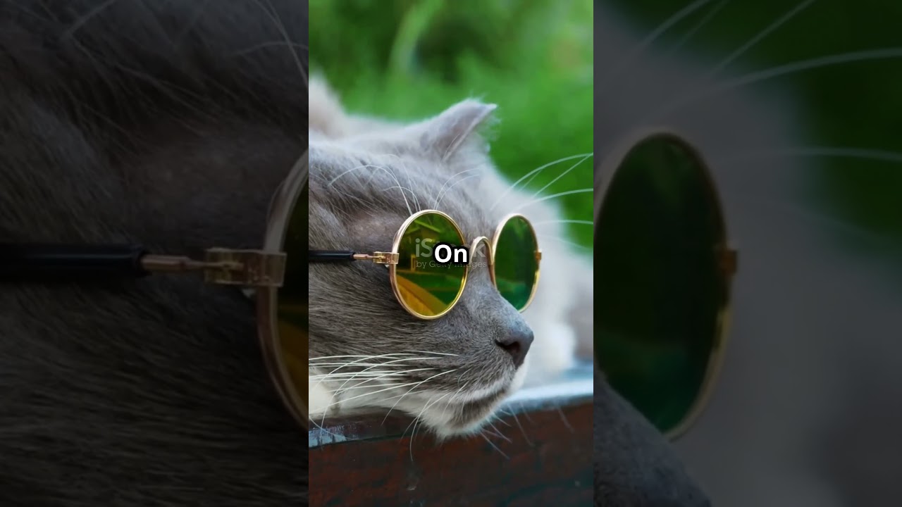 5 Purr-fect Facts About Cats!