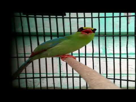 🔘 MASTERAN CEMPERLING/ CUCAK KELING FULL ISIAN SUARA JERNIH.