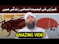 Amazing facts about ants in urdu  dilchasp maloomat  soban attari  information on ants