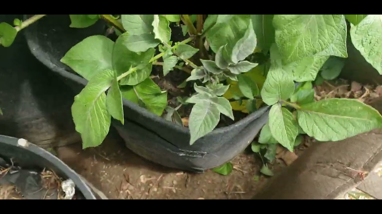 Potatoes in grow bags YouTube