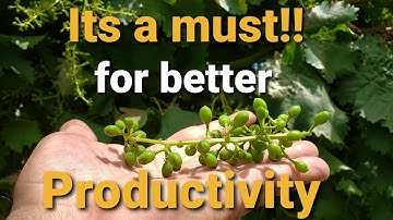 Trimming grape clusters for better productivity is a must!!