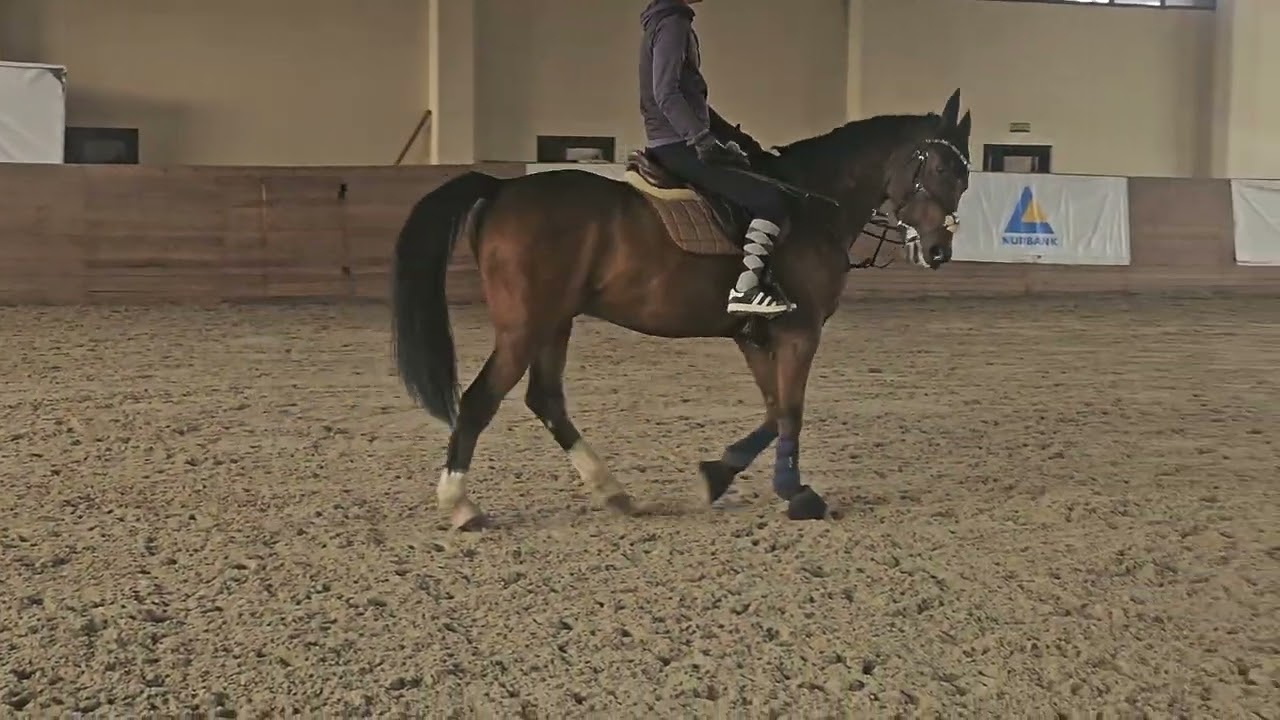 Хромота или симуляция? Попытка разобраться. 05.12.25 Almaty Horse&Polo club.