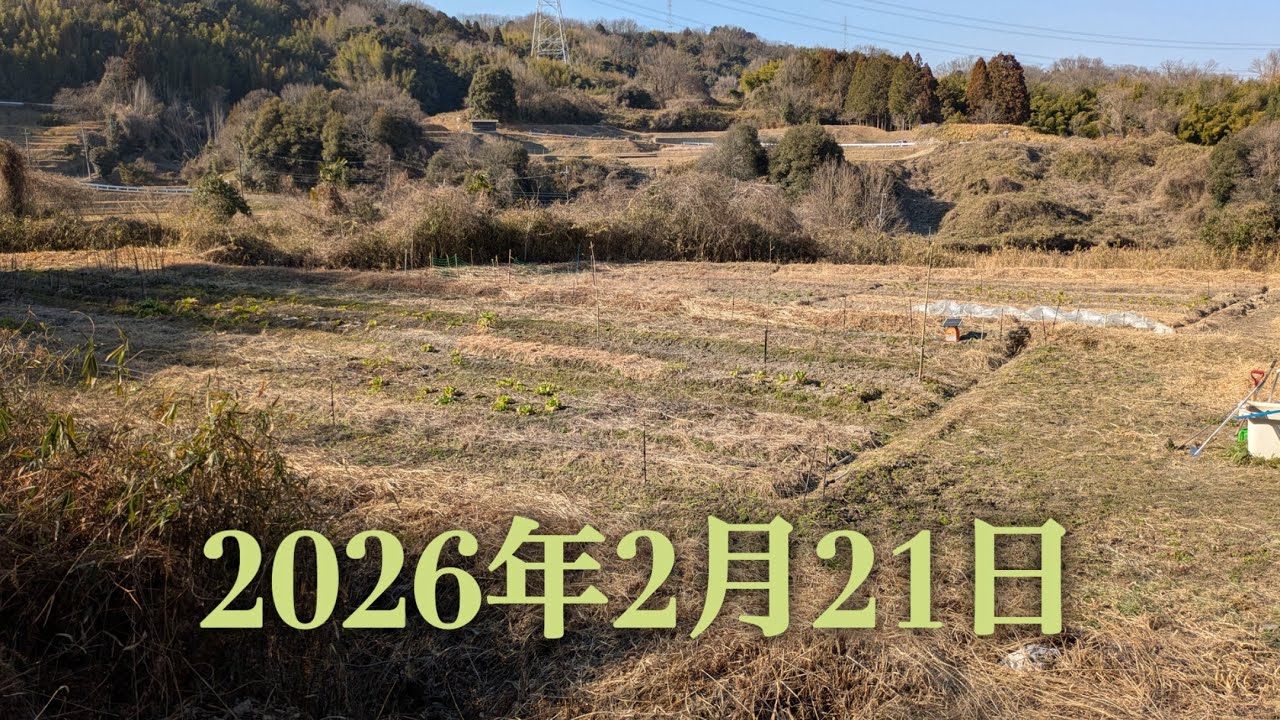 野菜さん達をなるべく沢山収穫