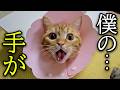 自分の手が大変なことになっていると気づいた猫が...