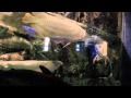 寺泊水族館 の動画、YouTube動画。