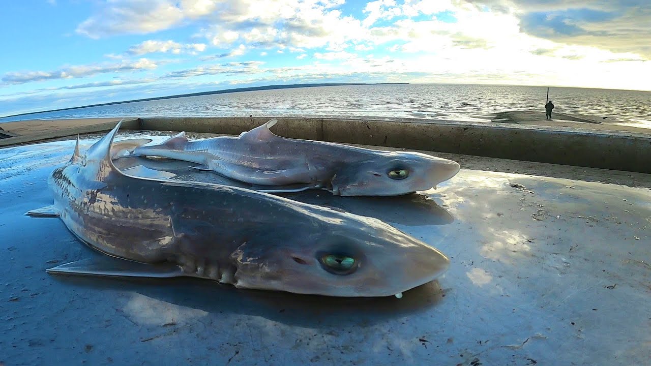 САМОЕ ГЛАВНОЕ ИСПЫТАНИЕ ПО ПОЙМЕ И ПРИГОТОВЛЕНИЮ АКУЛ!! Кто голоден?!