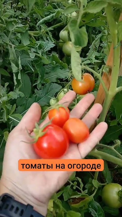 Созревают помидоры на кустах. #дача #помидоры #томаты #огорл #огород ...