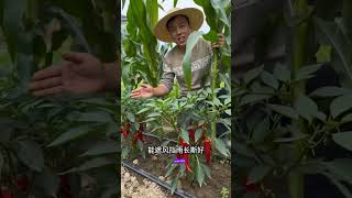 यह सब्जी लगाने का सबसे नया ट्रिक सबसे ज्यादा उपजाऊ बनाने का तरीका #farming #vegetable #short