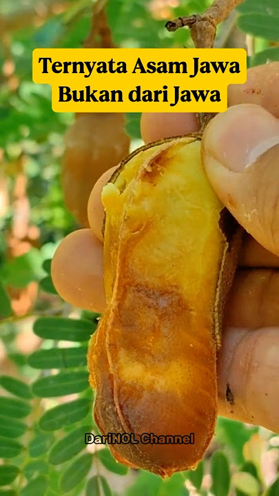 Asam Jawa Ternyata Bukan dari Jawa⁉️ Fakta Mengejutkan‼️