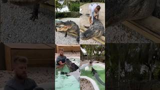 Alligator - In My Dreams