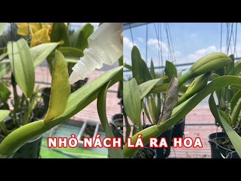 Video Thầy Tám Ngọc Hướng Dẫn Kích Hoa Cho Lan Đơn Giản Chỉ... - youtube