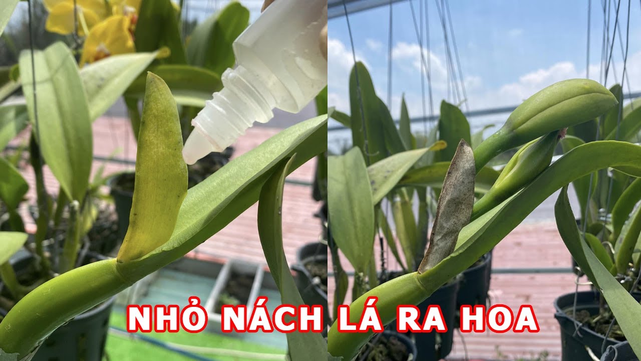 Thầy Tám Ngọc Hướng Dẫn Kích Hoa Cho Lan Đơn Giản Chỉ Với 1 Lần Sử Dụng | dendro, Cattleya, Phi Điệp