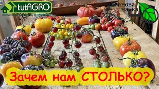 ЗАЧЕМ НАМ СТОЛЬКО СОРТОВ ТОМАТОВ? А вот зачем! Много растил и растить буду!