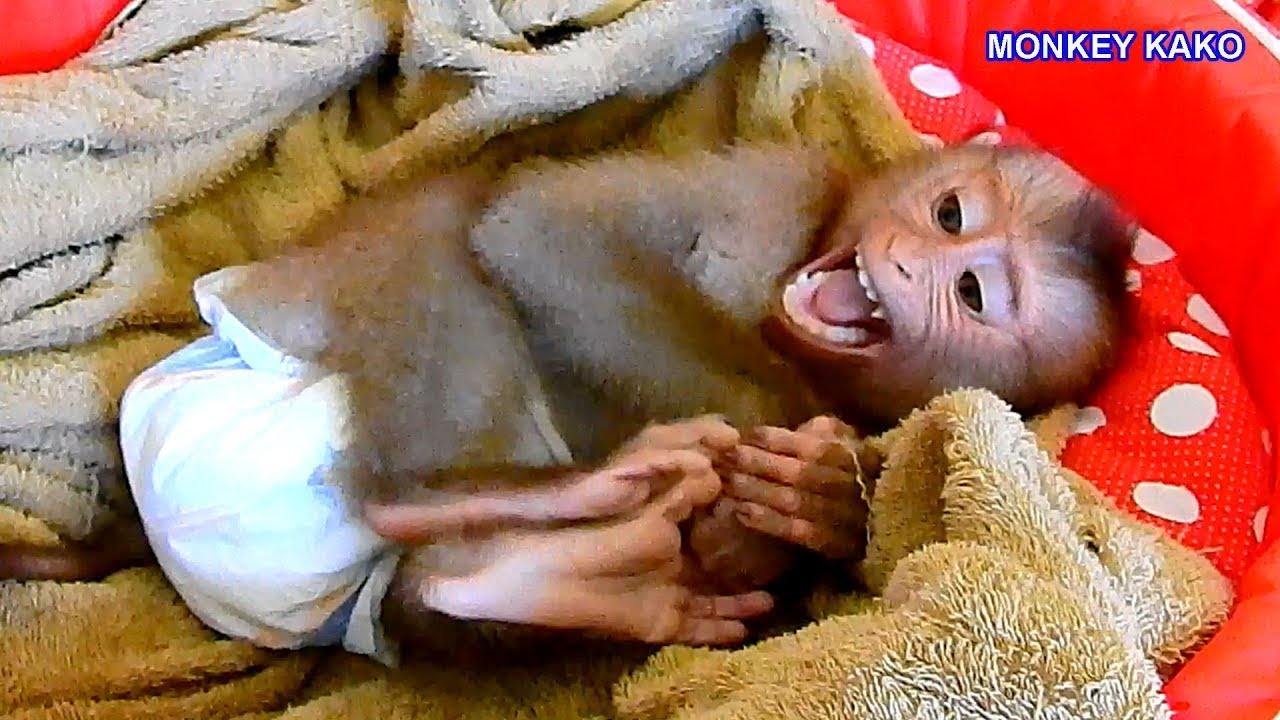 Fantastic Baby Monkey Kako Wearing Clothes Before Go To Sleep Youtube