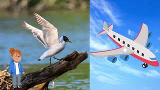 Kuşlar Nasıl Uçar ? Okul Öncesi Öğretici Belgesel.