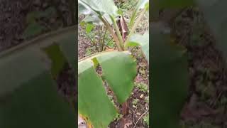 Plantain tree vs Banana tree #farming #nature