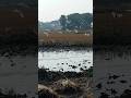 Beautiful Village Scenery video😃#shortsvideo #shorts#natural#scenery #village