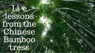Life Lessons of The Chinese Bamboo Tree
