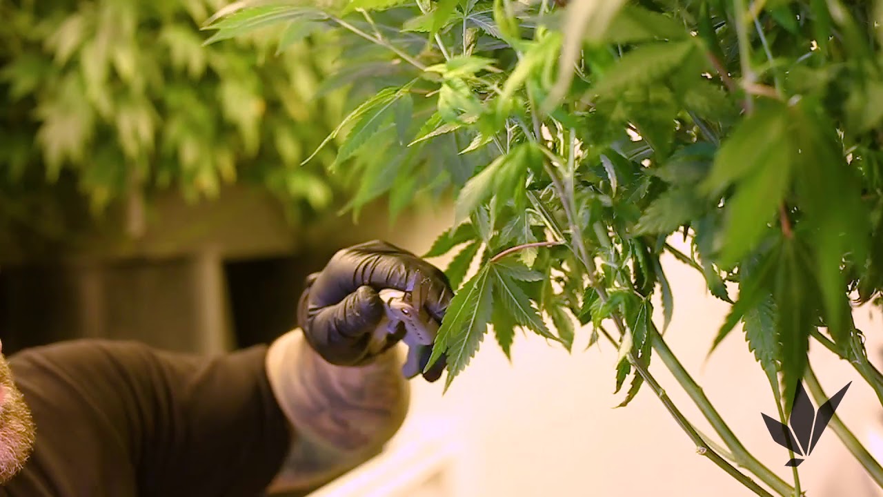 Defoliating Cannabis Plants V1