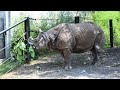 August 15, 2025 Vishnu. (Greater One-horned Rhino Indo-Malaya Outdoors.)