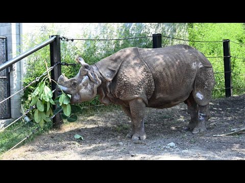 White Rhino Calf Born At The Toronto Zoo - YouTube