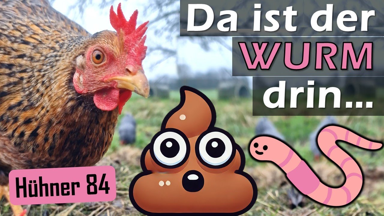 Medikament FLIMABEND gegen Würmer vom Tierarzt - #Hühner 84