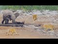 Elephants try saving stuck rhino from hungry lions