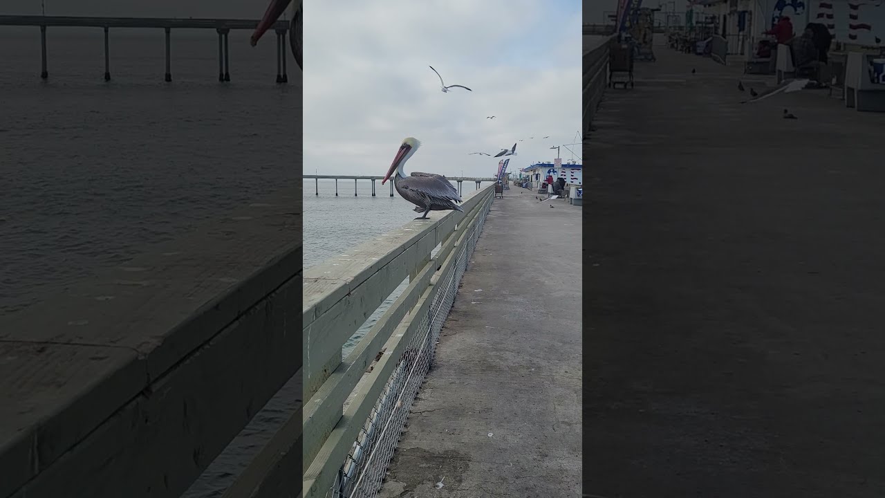 Seagull steals fish from pelican