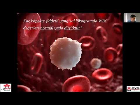 Video: Kedilerde Kırmızı Kan Hücrelerinin Aşırı Üretimi