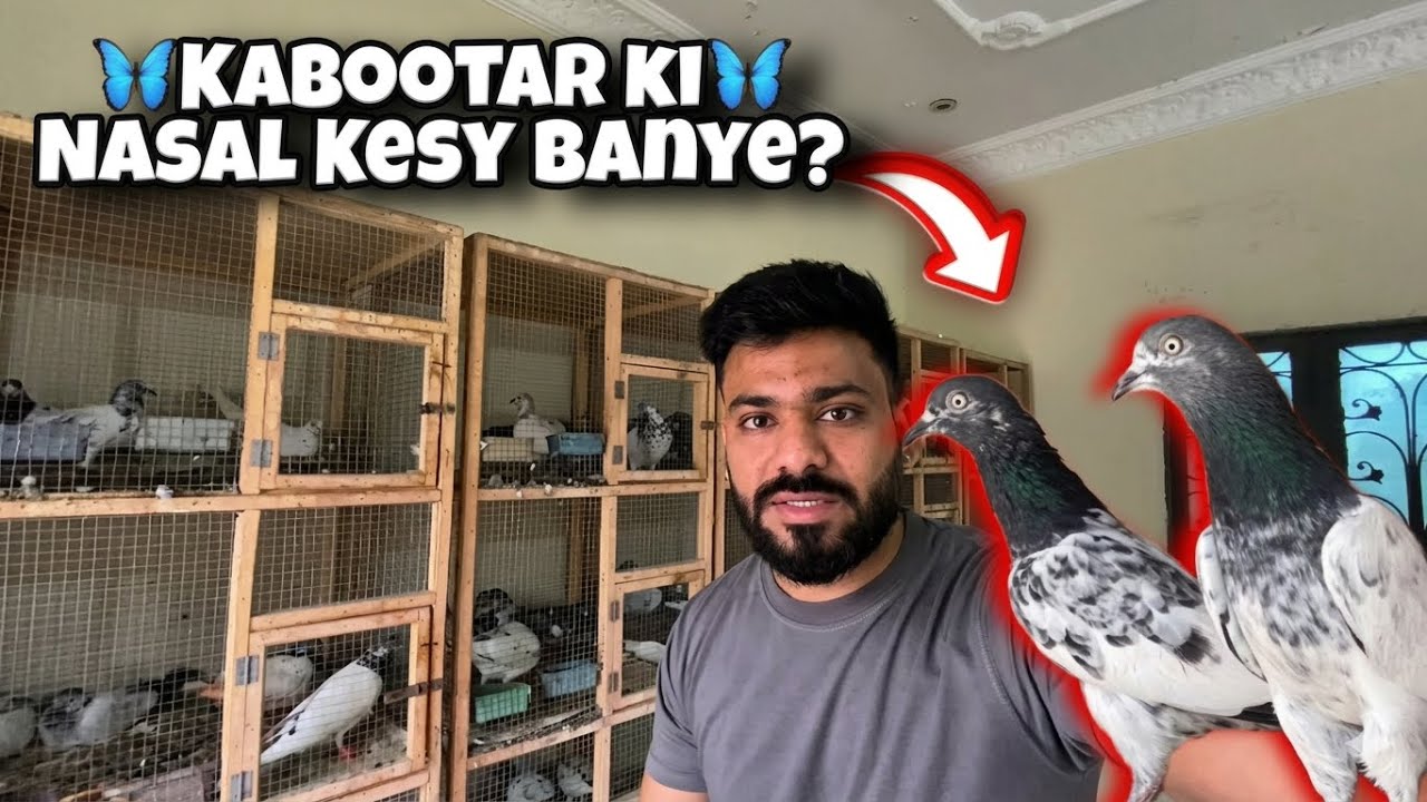 Kabootar ki Nasal Banany ka Tarika - Sami Rajpoot