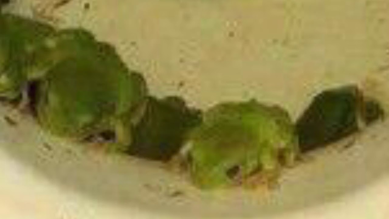There were lots of frogs in the toilet YouTube
