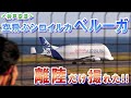 【神戸空港】空飛ぶシロイルカ!! エアバス ベルーガ 2023.7.29＜4K動画＞