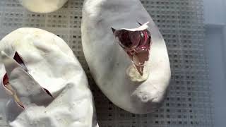 First Chance! Axanthic Pied Clown!?!?