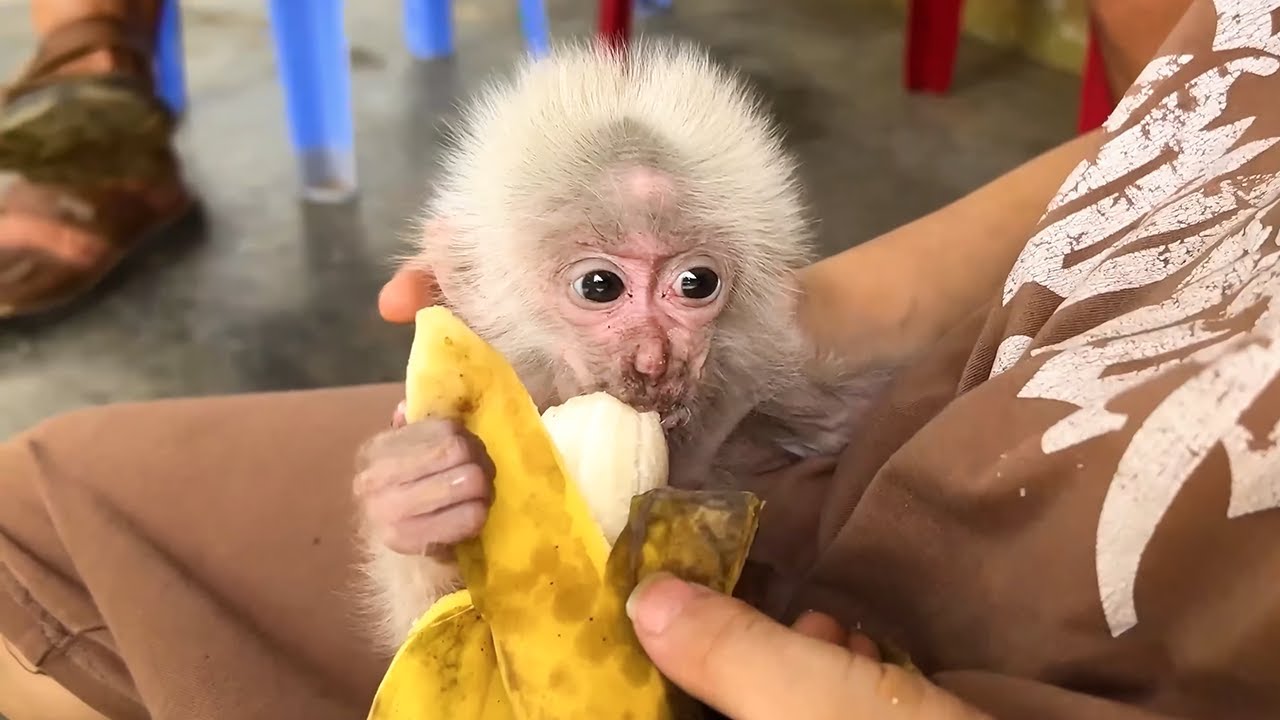 Omg...! What happened to the newborn monkey?