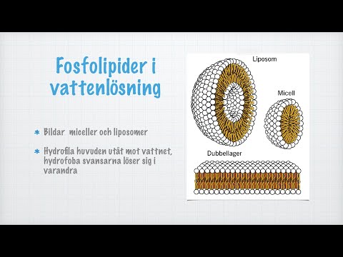 Video: Vad betyder förtvålning?