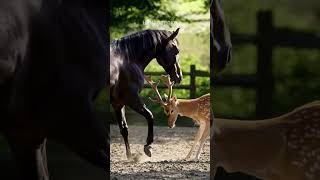 Diluar prediksi‼️dengan strategi cerdik bisa menang‼️😮#youtubeshorts #shorts #fight #wildlifeanimals